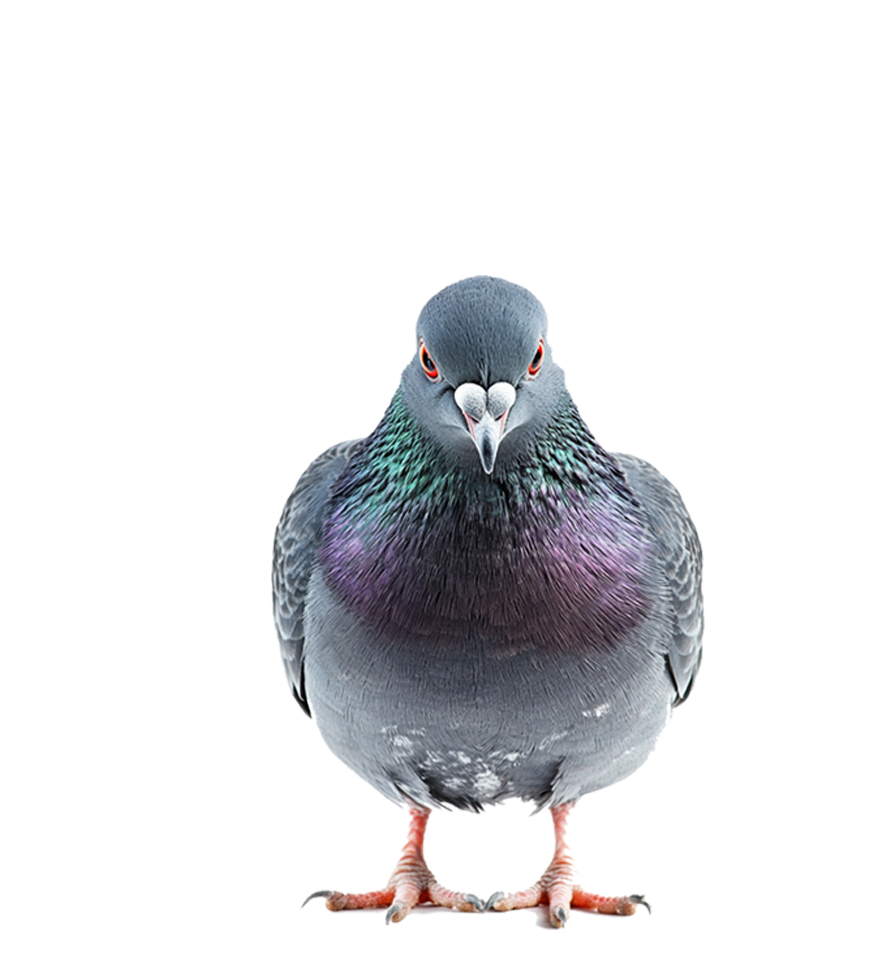 הרחקת יונים מגנור